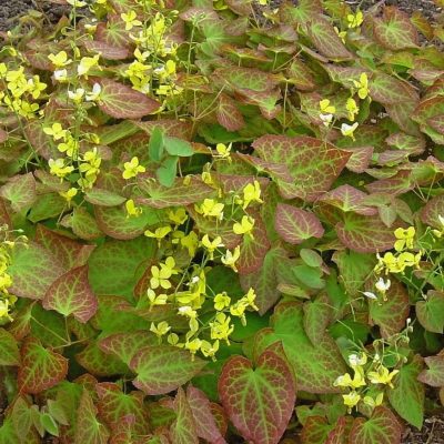 Epimedium x perralchicum frohneliten