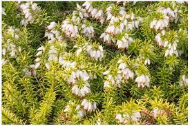  Erica carnea 'Golden Scarlet'