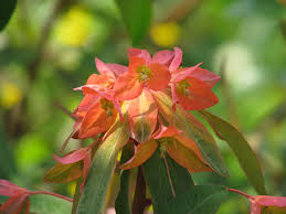 Euphorbia griffithii 'Dixter'