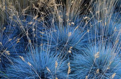 Festuca glauca 'Elijah Blue'