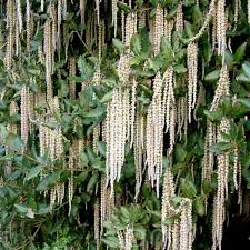 Garrya elliptica 'James Roof'