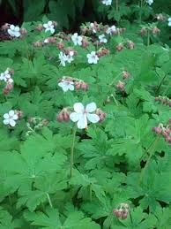  Geranium macrorrhizum 'Album'