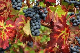  Grape vitis Brandt