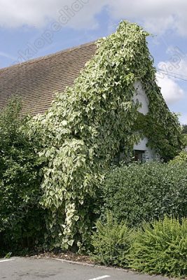  Ilex aquifolium 'Aurea Marginata'