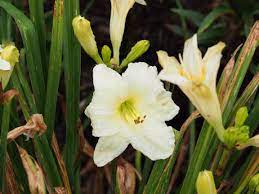 Hemerocallis 'Joan Senior'