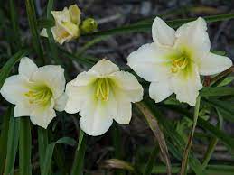  Hemerocallis 'Joan Senior'