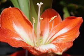  Hippeastrum Barbados