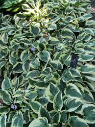  Hosta 'Wide Brim'
