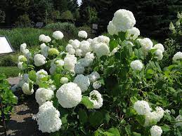  Hydrangea arborescens 'Annabelle'