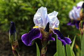  Iris 'Brathwaite'