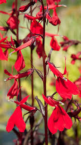  Lobelia 'Dark Crusador'