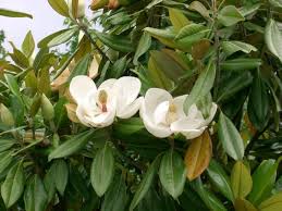  Magnolia grandiflora 'Exmouth'