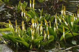 Orontium aquaticum