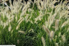  Pennisetum aloepearoides