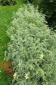  Philadelphus coronarinus varigatus