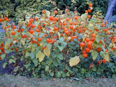  Physalis alkelongi