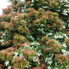  Pieris 'Forset Flam