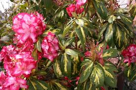  Rhododendron 'President Roosevelt'