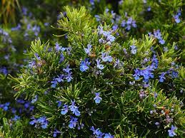 Rosmarinus officinallis 'Miss Jessopp's Upright'