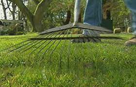  Scaffing a lawn with a wire rake.