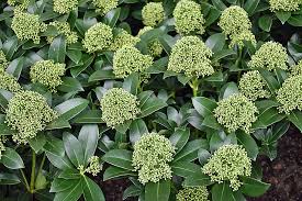Skimma japonica 'Kew Green'