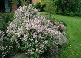  Syringa pubescens Subsp. microphylla 'Superba'