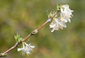 Winter Lonicera x purpusii 'Winter Beauty'