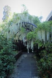 Wisteria floribunda 'Alba'
