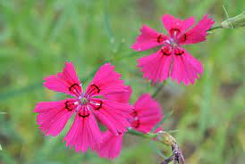 Dianthus freynii