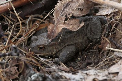 toad hibination habitat.