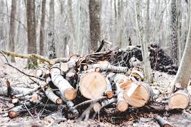  wildlife log pile