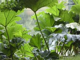 Gunnera manicata