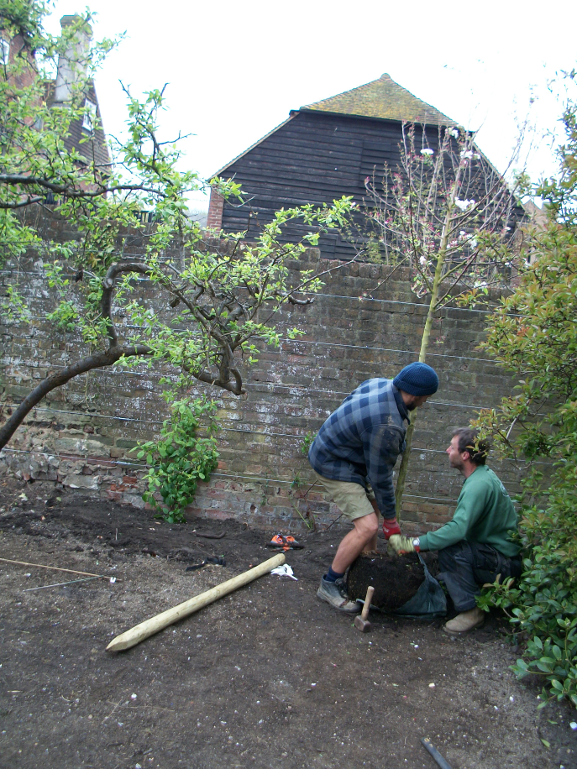 Tree planting, heping to screen the street lamp over the garden wall