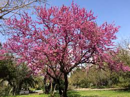 Cercis siliquastrum