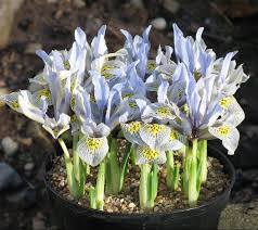  Iris histtriodes 'kathrine Hodgkin'