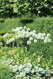  Allium 'Mont Blanc'