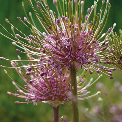 Allium schubertii