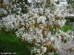  Amelanchier lamarckii