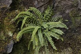 Asplenium trichomanes