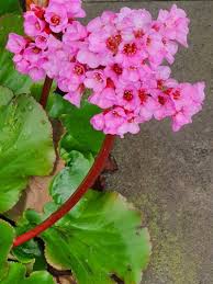 Bergenia cassifolia 'Schmidtii'