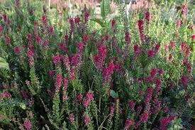  Calluna 'Dark Beauty'