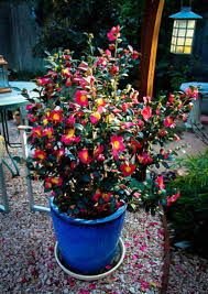  Camellia x vernalis 'Yuletide'