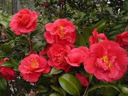  Camellia japonica 'Kramer's Supreme'