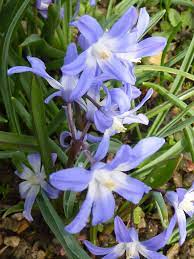 Chionodoxa forbesii