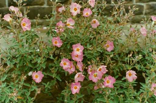 Cistus x argenteus 'Sliver Pink'