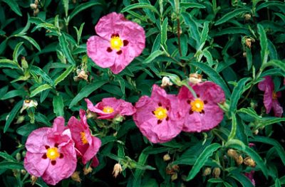  Cistus x purpurens