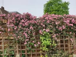 Clematis montana 'Rubens'