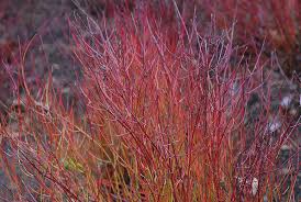 Cornus sericea 'Kelseyi'