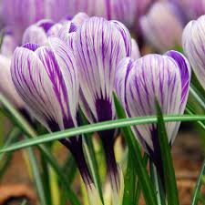 Crocus Pickwick