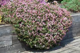 D.creorum 'Variegata'